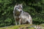 Grey Wolf (Canis lupus)