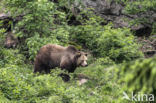 Brown Bear (Ursus arctos arctos)