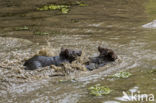 Brown Bear (Ursus arctos arctos)