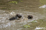 Brown Bear (Ursus arctos arctos)