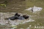 Brown Bear (Ursus arctos arctos)