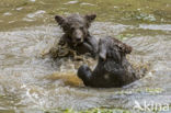 Brown Bear (Ursus arctos arctos)