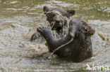 Brown Bear (Ursus arctos arctos)