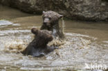 Brown Bear (Ursus arctos arctos)