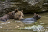 Brown Bear (Ursus arctos arctos)