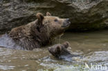 Brown Bear (Ursus arctos arctos)