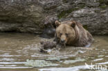 Brown Bear (Ursus arctos arctos)