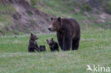 Grizzly Bear (Ursus arctos horribilis)