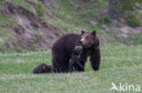 Grizzly Bear (Ursus arctos horribilis)