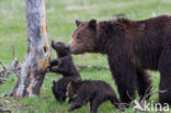 Grizzly Bear (Ursus arctos horribilis)