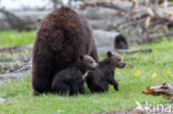 Grizzly Bear (Ursus arctos horribilis)