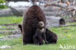 Grizzly Bear (Ursus arctos horribilis)