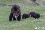 Grizzly Bear (Ursus arctos horribilis)