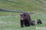 Grizzly Bear (Ursus arctos horribilis)