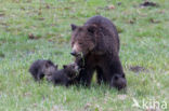 Grizzly Bear (Ursus arctos horribilis)