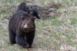 Grizzly Bear (Ursus arctos horribilis)