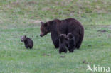 Grizzly Bear (Ursus arctos horribilis)