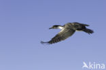 Antarctische Aalscholver (Phalacrocorax bransfieldensis)