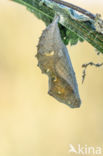 Red Admiral (Vanessa atalanta)