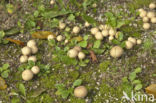 Earthball (Scleroderma aurantium)