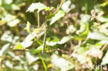 Southern Hawker (Aeshna cyanea)