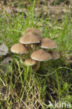 Clustered Brittlestem (Psathyrella multipedata)