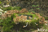 Bundelfranjehoed (Psathyrella multipedata)