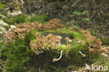 Clustered Brittlestem (Psathyrella multipedata)