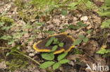 Phellinus igniarius