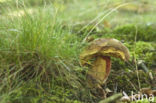 Bolete (Boletus erythropus)