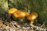 Echte honingzwam (Armillaria mellea)