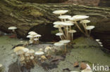 Porcelain fungus (Oudemansiella mucida)