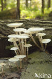 Porcelain fungus (Oudemansiella mucida)