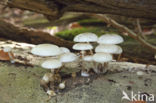 Porcelain fungus (Oudemansiella mucida)