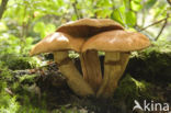 Giant Flame Cap (Gymnopilus junonius)