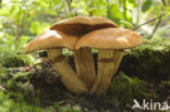 Giant Flame Cap (Gymnopilus junonius)