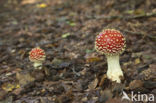 Fly agaric (Amanita muscaria)