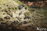 Black jelly drops (Bulgaria inquinans)