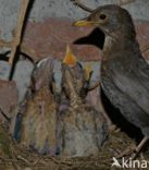 Eurasian Blackbird (Turdus merula)