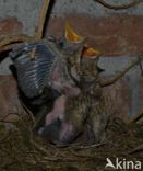 Merel (Turdus merula)