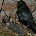 Merel (Turdus merula)