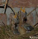 Merel (Turdus merula)