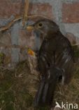 Merel (Turdus merula)