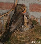 Eurasian Blackbird (Turdus merula)