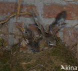 Merel (Turdus merula)