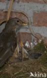 Eurasian Blackbird (Turdus merula)