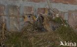 Merel (Turdus merula)