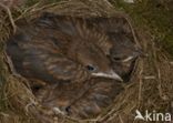 Merel (Turdus merula)