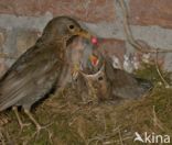 Merel (Turdus merula)