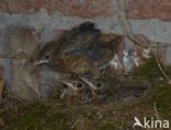 Merel (Turdus merula)